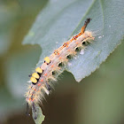 Raupe