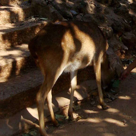 Spotting Image 1