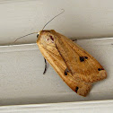 polilla
