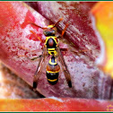 Tropical Paper Wasp