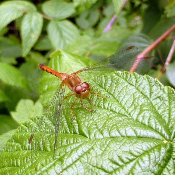 Spotting Image 1