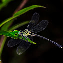 Idionyx claudia