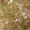 Moss