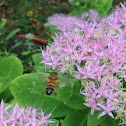 Honey Bee