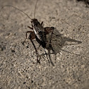 Cricket