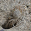 Ghost Crab