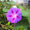 Morning glory