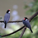 Java Sparrow