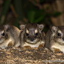 Bush Hyrax