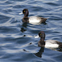 Ring Necked Duck