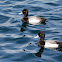 Ring Necked Duck