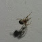 Orb weaver