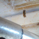 bee all wrapped up by a spider