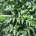 Poison hemlock