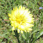 Texas Dandelion