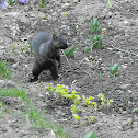 Grey Squirrel