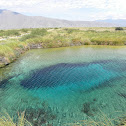 Stromatolites