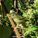 Ruby-crowned Kinglet
