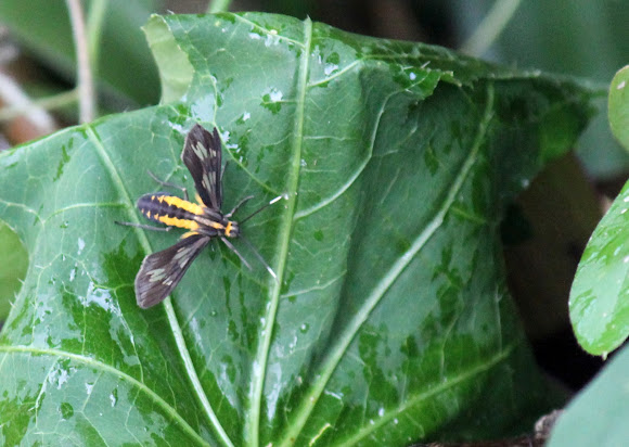 Spotting Image 1