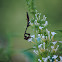 Praying Mantis