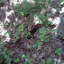 Timber Rattlesnake