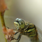 Dragonfly