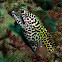 Moray eel