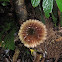 cup fungus