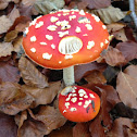Fly agaris