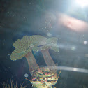 Sea Anemone