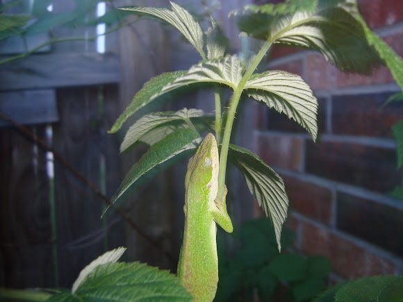 Spotting Image 1