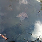 Crayfish