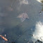 Crayfish