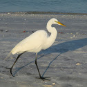 Great Egret