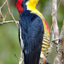Yellow-fronted Woodpecker