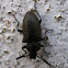 Black Beetle