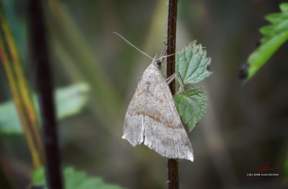 Spotting Image 1
