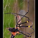 Golden Orb Web Spider