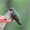 Ruby-throated Hummingbird (female)