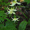 fawn lilies