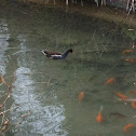 common moorhen