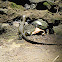 Nile monitor