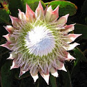 King Protea