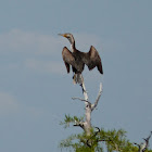 Double-creasted cormorant