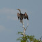 Double-creasted cormorant