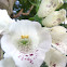 Common Foxglove