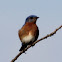 Eastern Bluebird