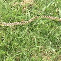 Bullsnake