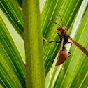Paper Wasp