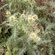 Falconer's Thistle